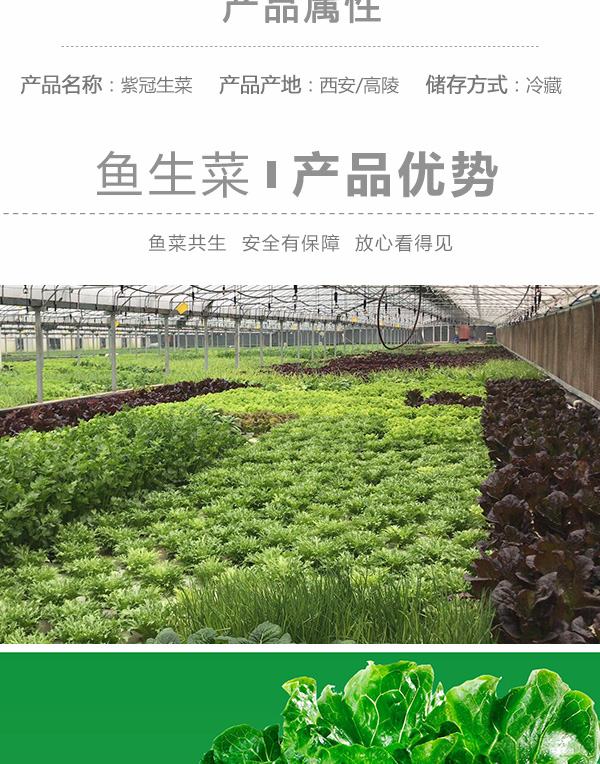 紫叶生菜250克