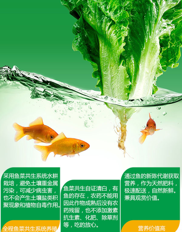 茼蒿