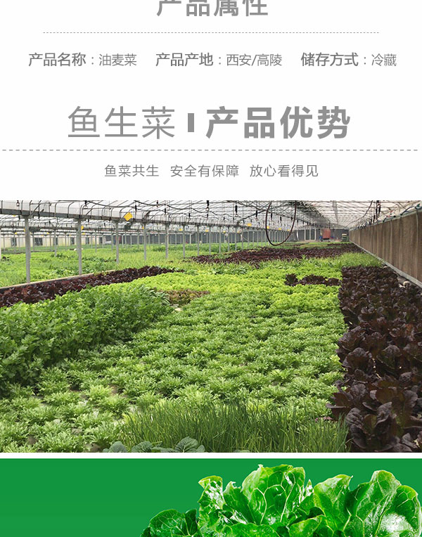 油麦菜