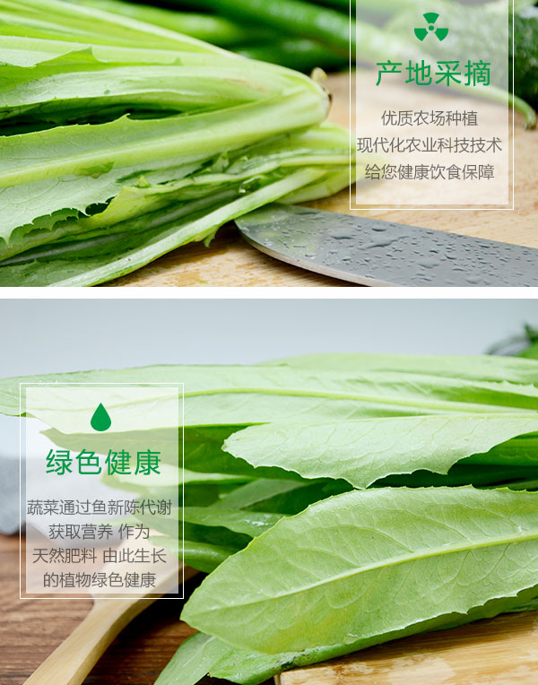 油麦菜